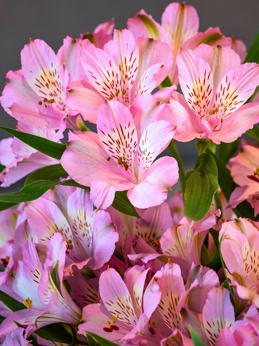 Alstroemeria Alstroemeria Flower Meaning - The Rich Symbolism Behind This Friendship Flower