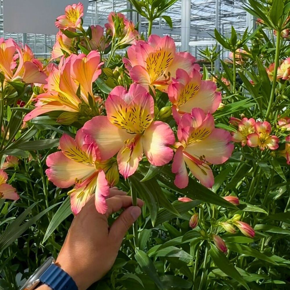 Alstroemeria flowers Alstroemeria Flower Meaning - The Rich Symbolism Behind This Friendship Flower