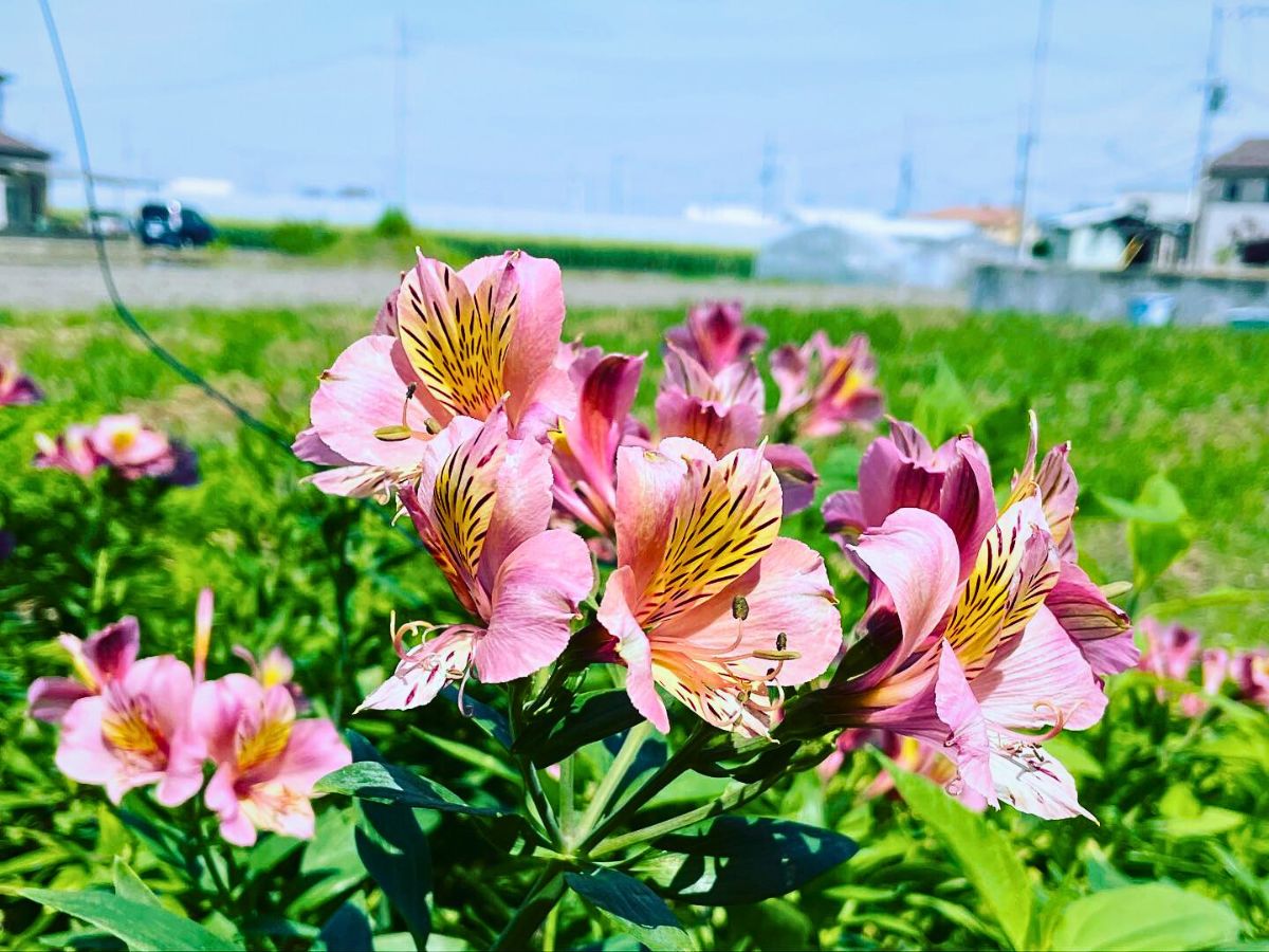 Colorful Alstroemeria Alstroemeria Flower Meaning - The Rich Symbolism Behind This Friendship Flower