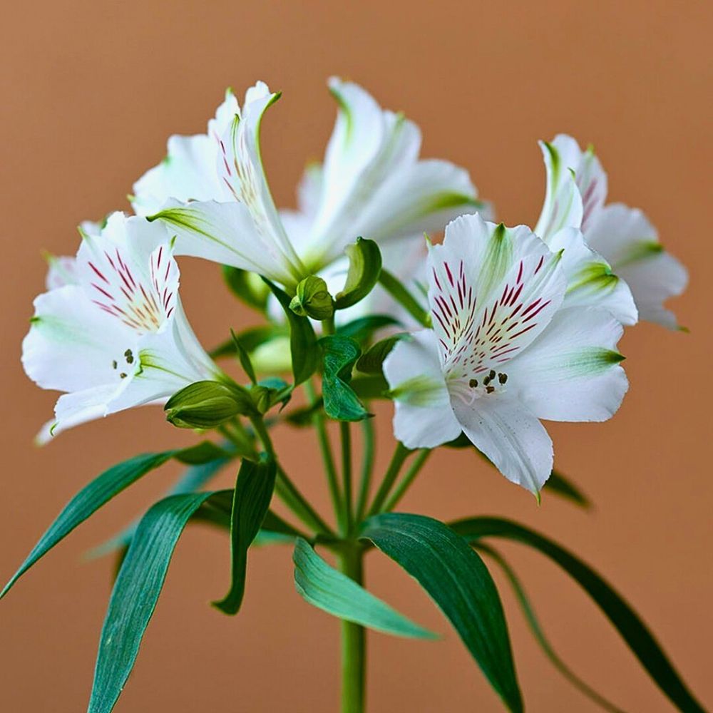 Alstroemeria flowers Alstroemeria Flower Meaning