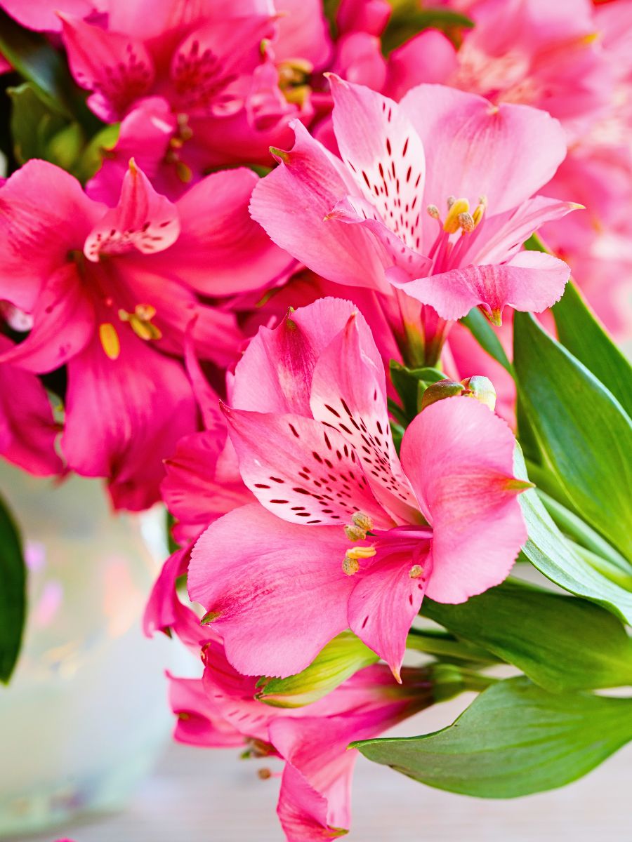 Alstroemeria Bubblicious Alstroemeria Flower Meaning - The Rich Symbolism Behind This Friendship Flower