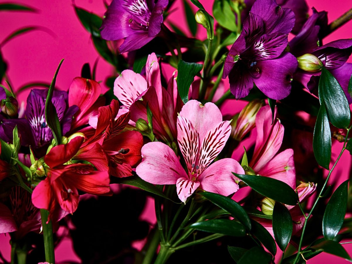Alstroemeria flowers Alstroemeria Flower Meaning, Symbolism, and Cultural Nuances as a Friendship Flower