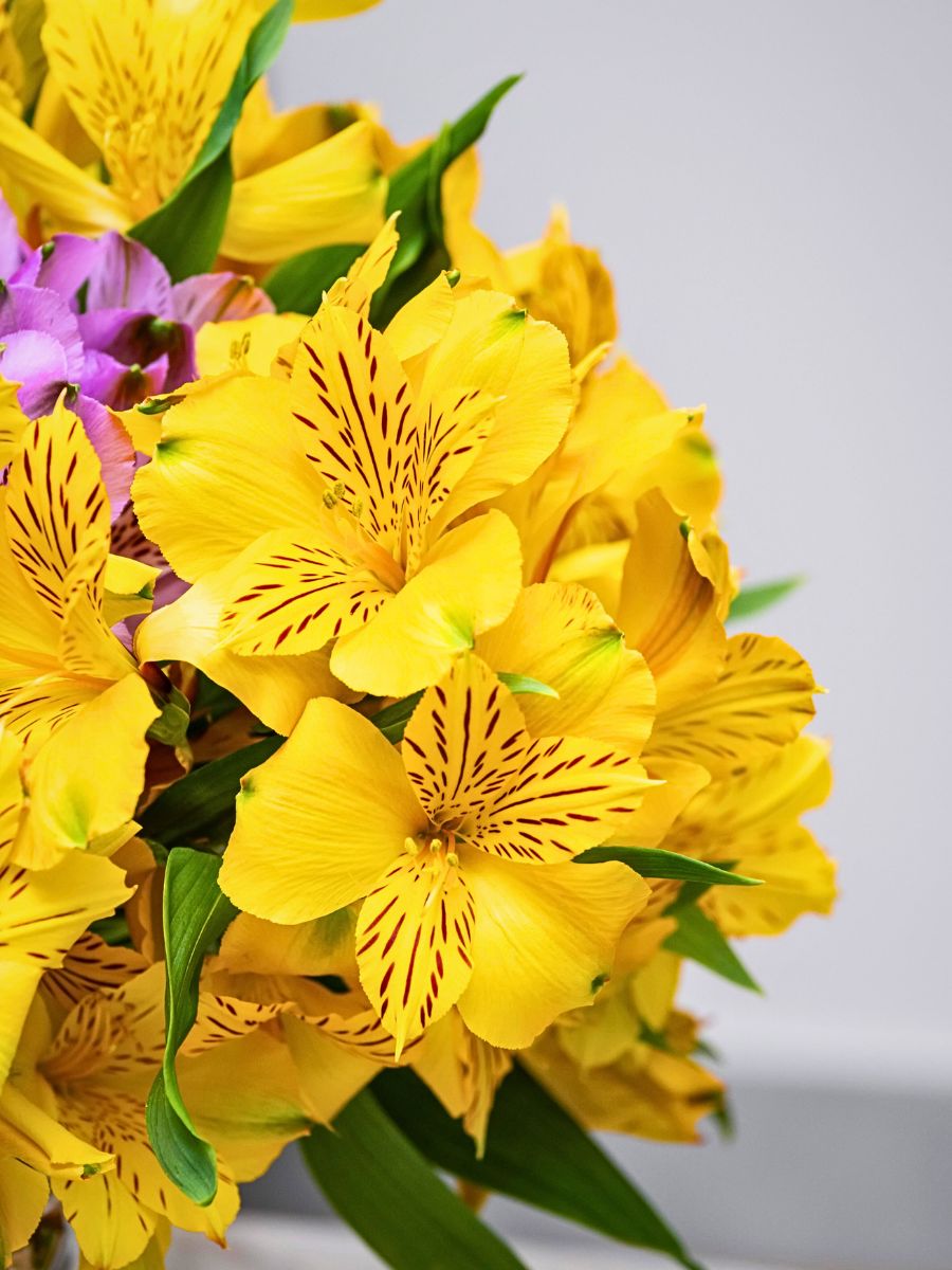 Yellow flowered Alstroemeria Alstroemeria Flower Meaning, Symbolism, and Cultural Nuances as a Friendship Flower