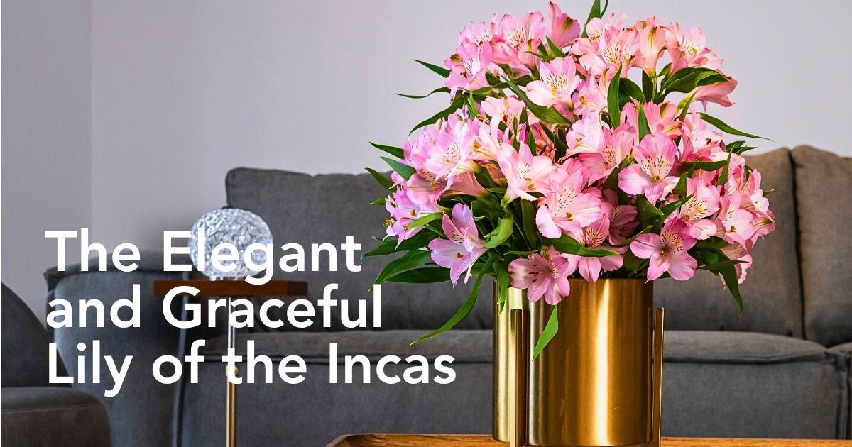 Alstroemeria Flower Meaning, Symbolism, and Cultural Nuances as a Friendship Flower