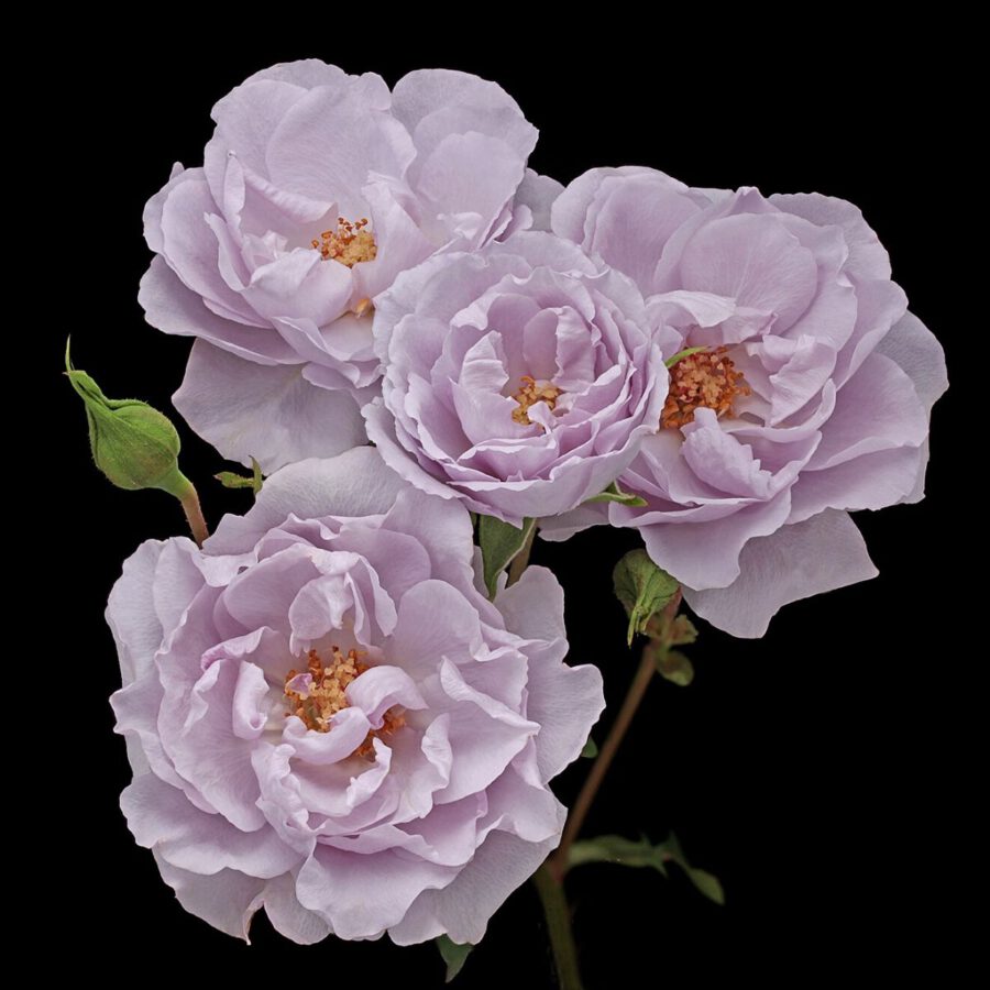 Rose Everlasting Lavender -  © by Paul Heijmink Photography - on Thursd