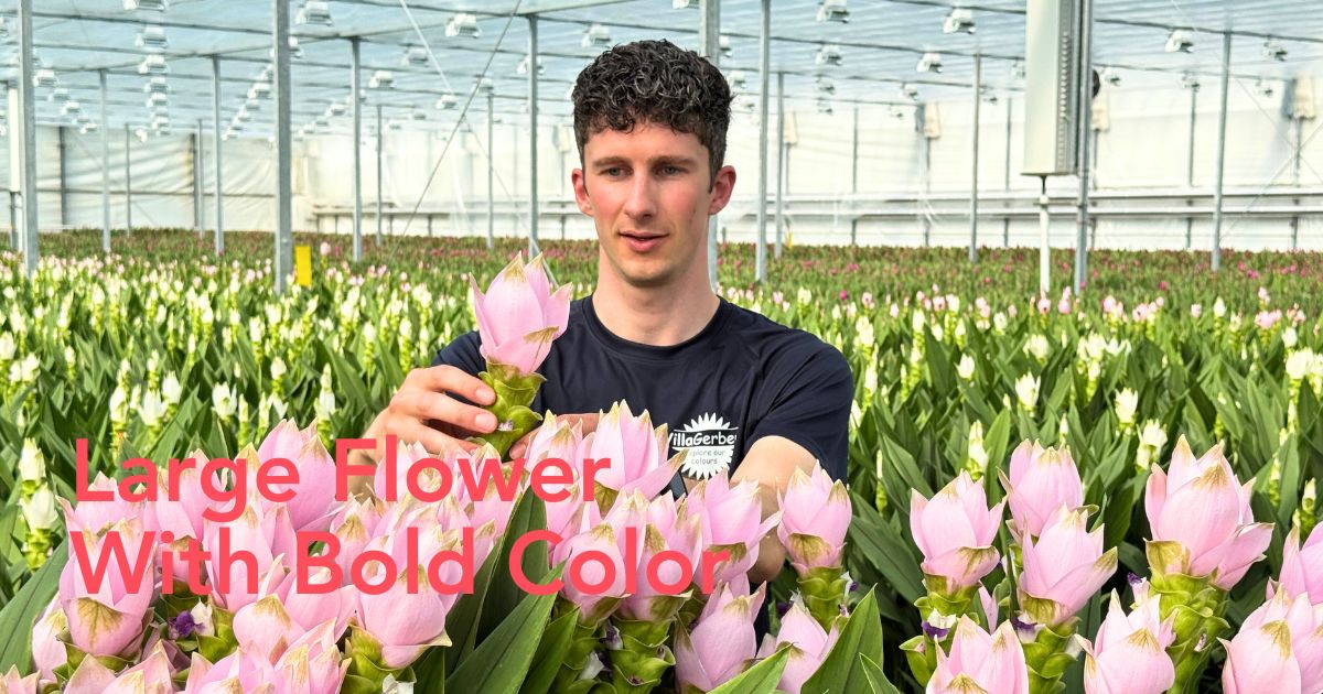 Dean Zuidgeest from Villa Curcuma