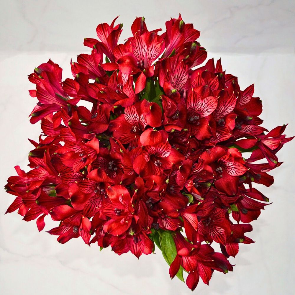 Red Alstroemerias Alstroemeria Flower Meaning, Symbolism, and Cultural Nuances as a Friendship Flower