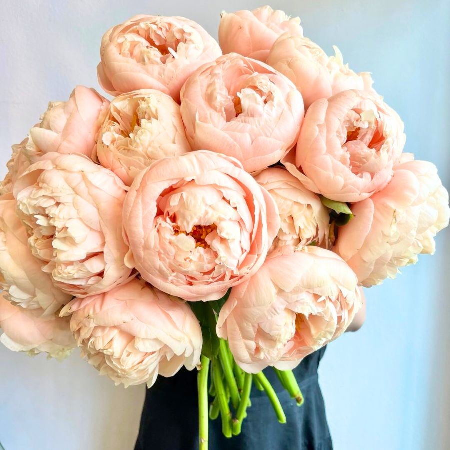 Peonies by starflowerpdx and adelmanpeonygardens