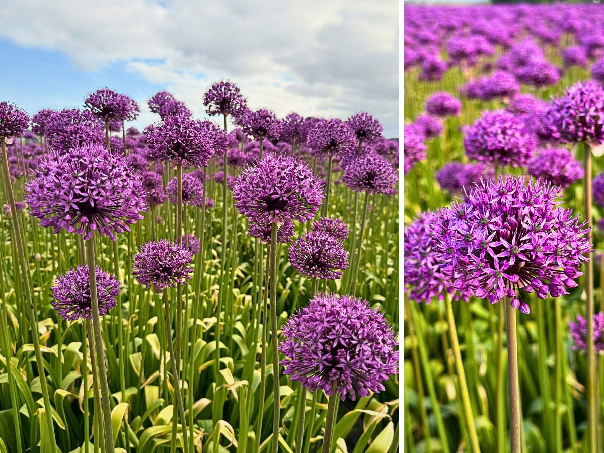Alliums J.M. Van Berkel and Flores de Andalucia's Allium Approach for Year-Round Flowering