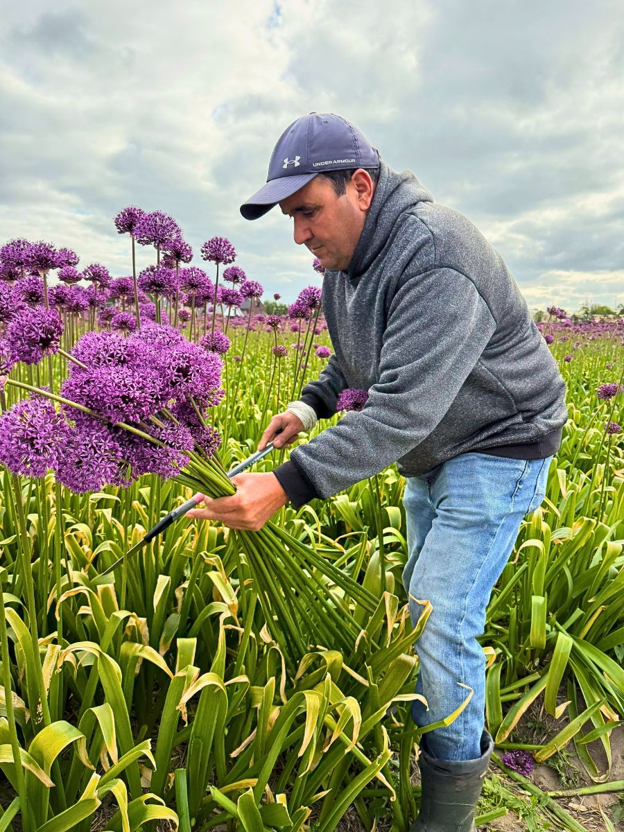 Cutting the Alliums J.M. Van Berkel and Flores de Andalucia's Allium Approach for Year-Round Flowering