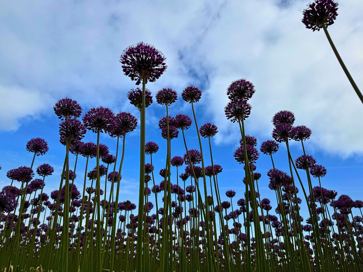 J.M. Van Berkel and Flores de Andalucia's Allium Approach for Year-Round Flowering