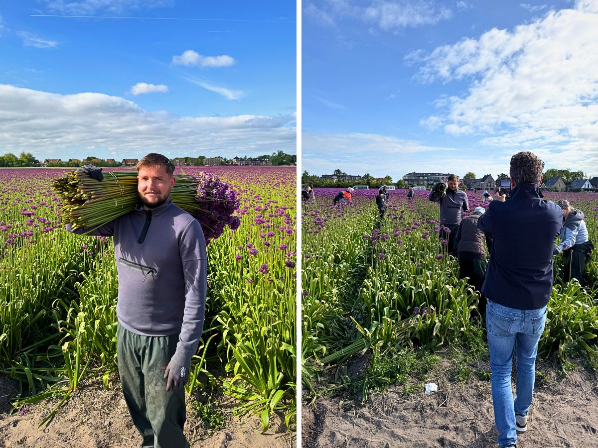 J.M. Van Berkel and Flores de Andalucia's Allium Approach for Year-Round Flowering