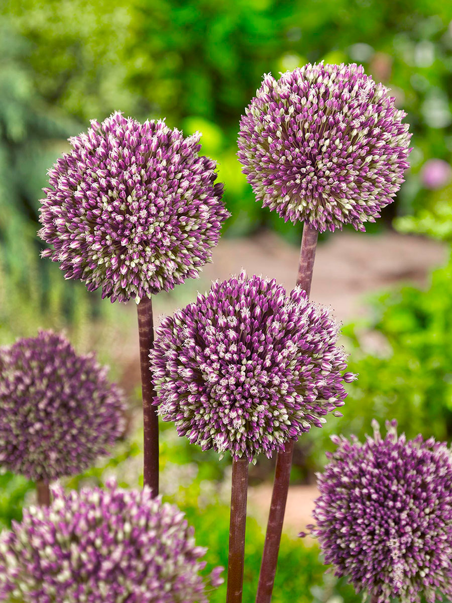 Allium Summer Drummer at Van Berkel by F View