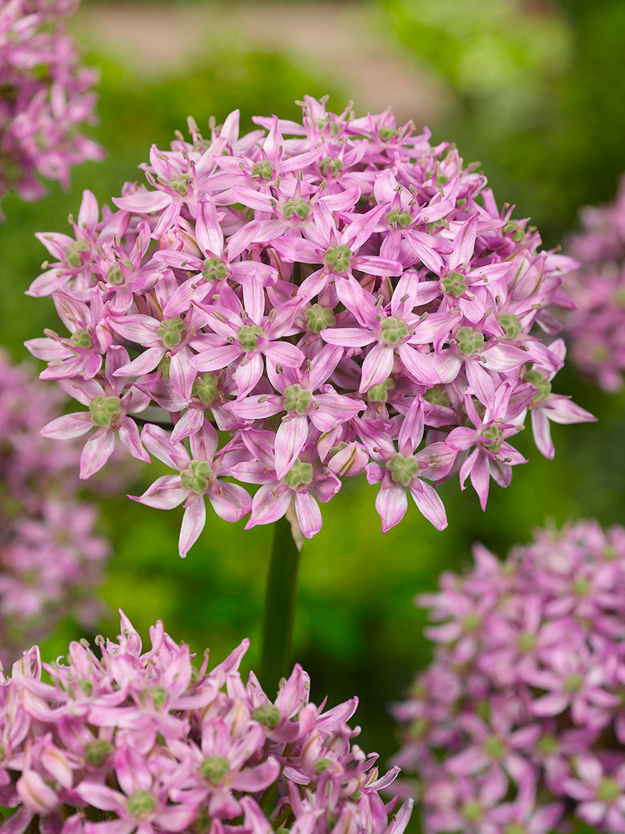 Allium Pink Jewel at Van Berkel by F View