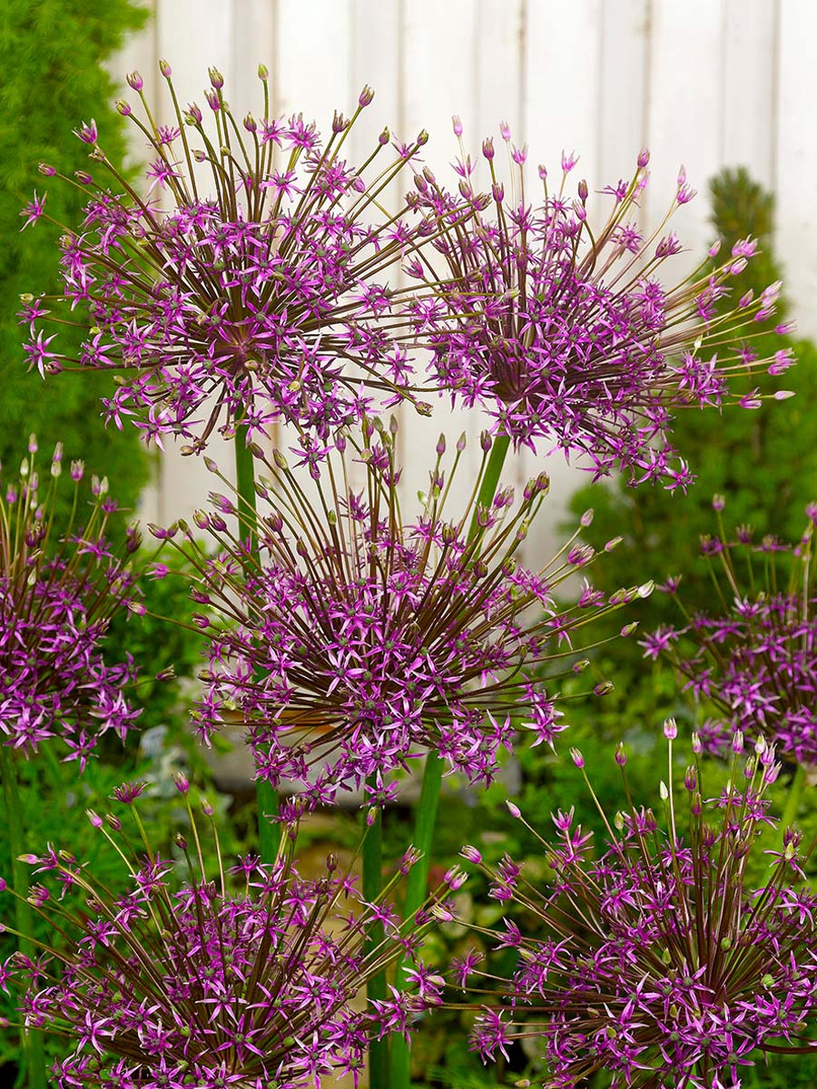 Allium Spider at Van Berkel by F View