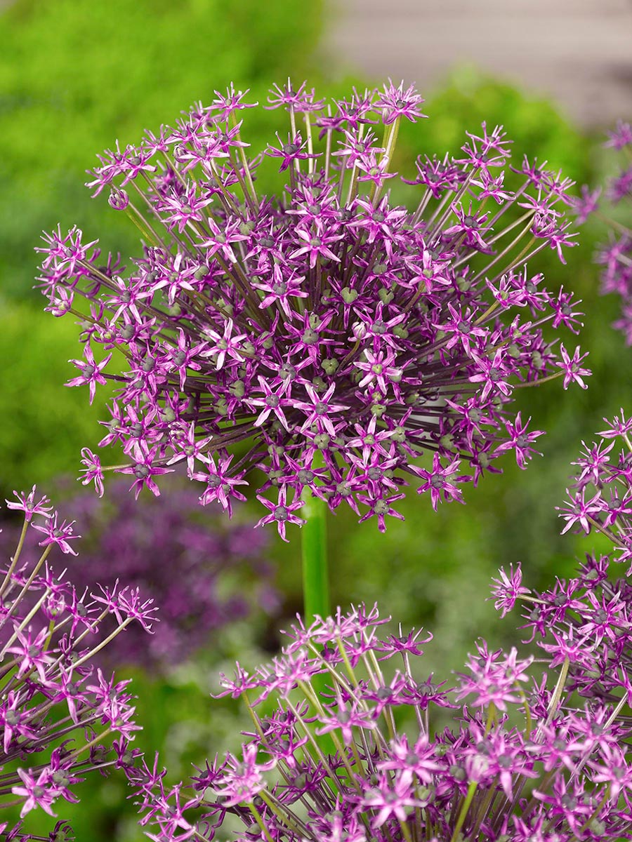 Allium Miami at Van Berkel by F View