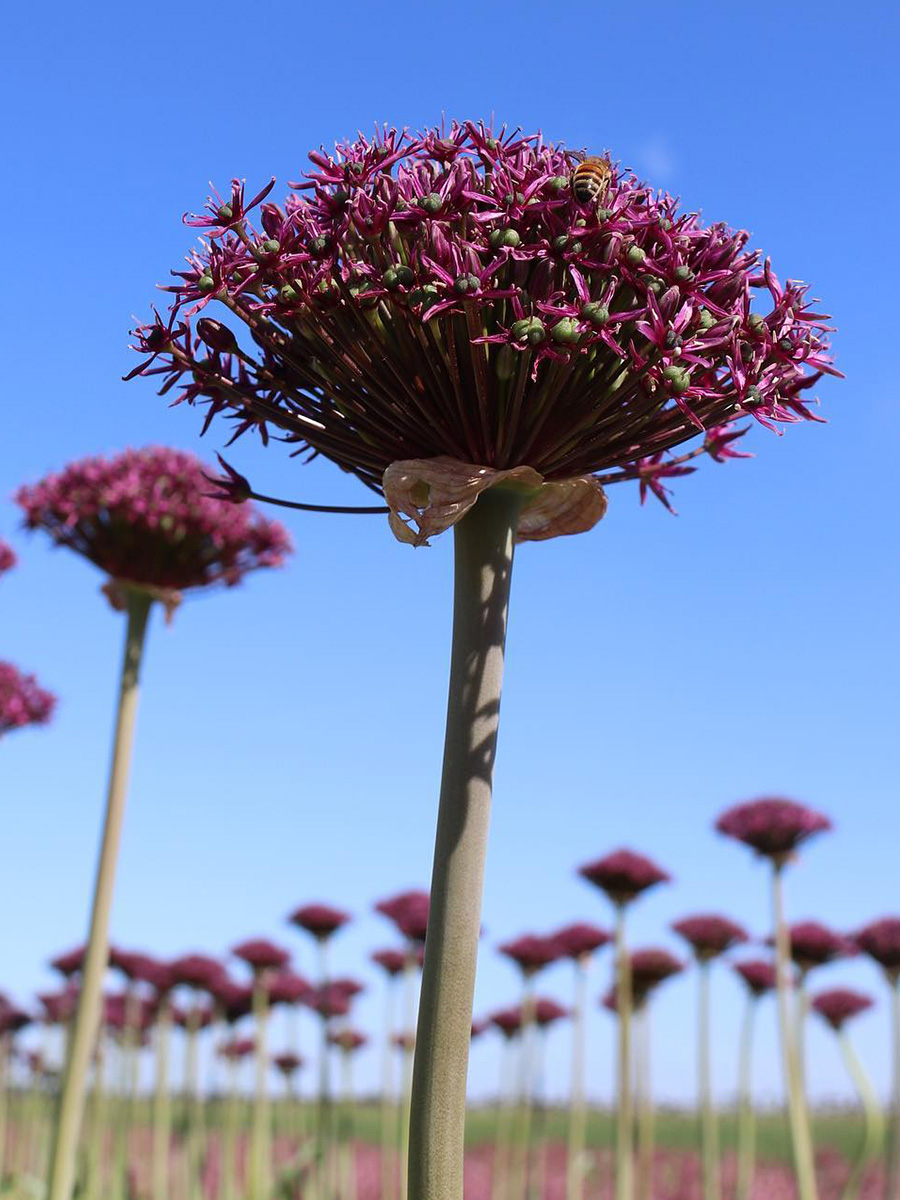 Allium Cherry by Coloríginz