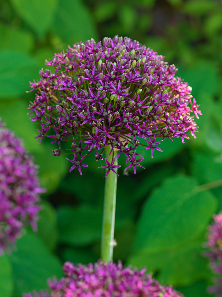 Allium Magic at Van Berkel by Studio Royale