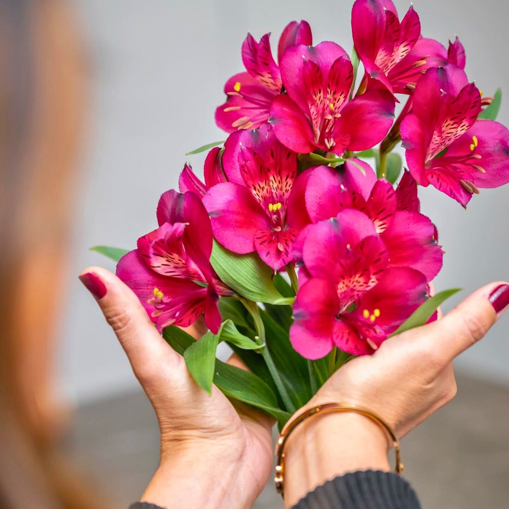 The beautiful Alstroemeria from Konst Alstroemeria Flower Quotes