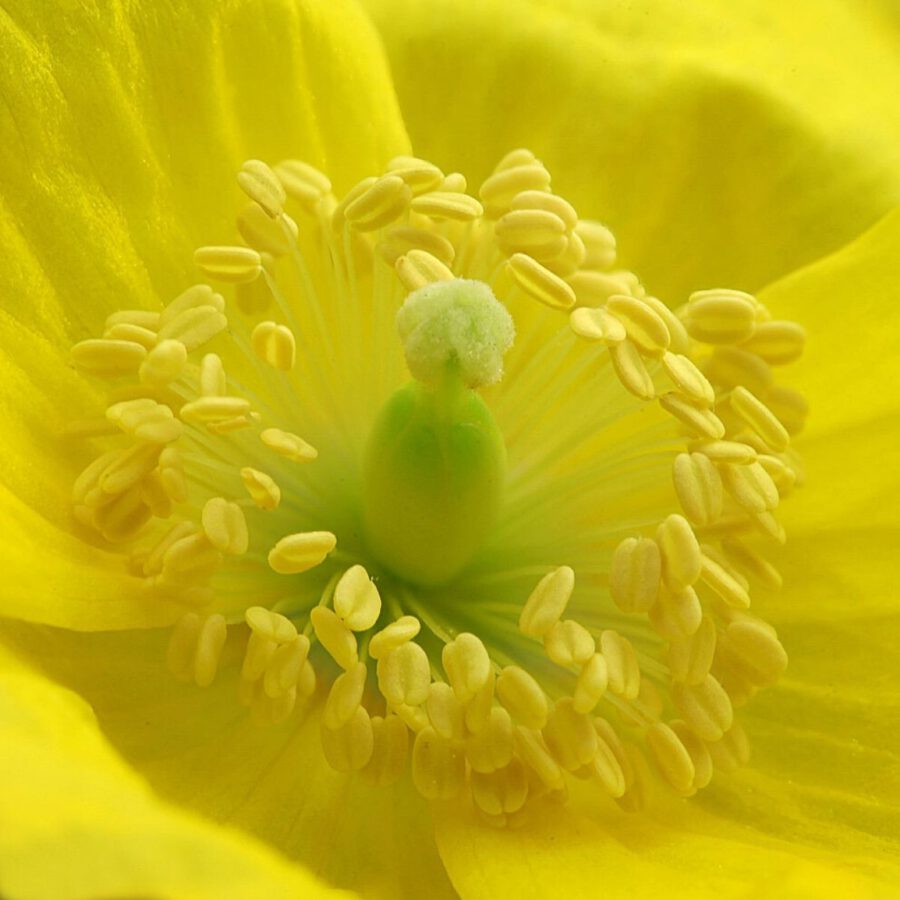 Paul Heijmink Photography Yellow - on Thursd