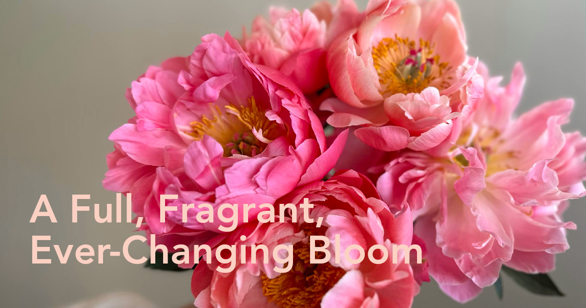 pink peonies