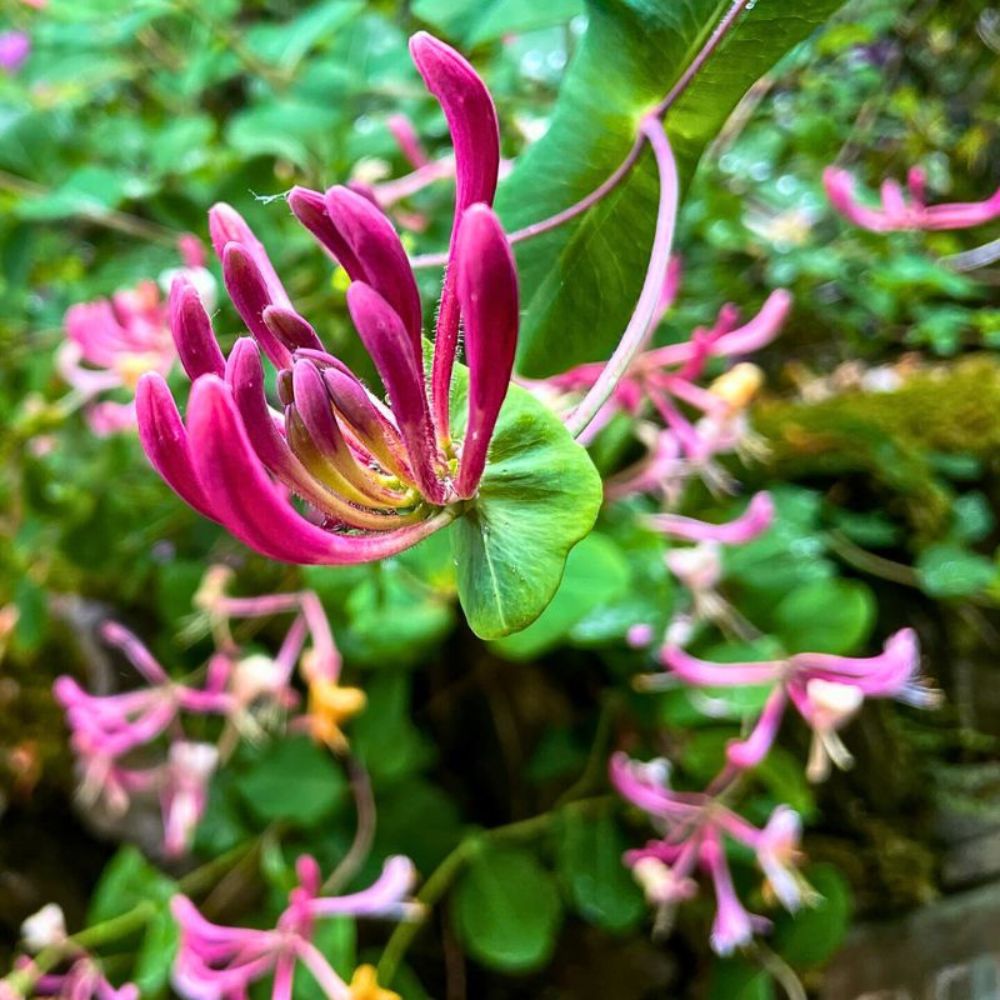 Honeysuckle beautiful flowering in a garden Honeysuckle flower meaning
