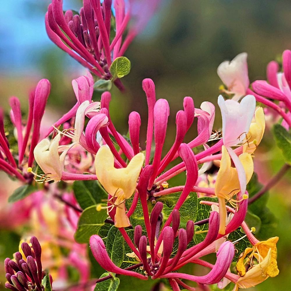 The colorful honeysuckle Honeysuckle flower meaning