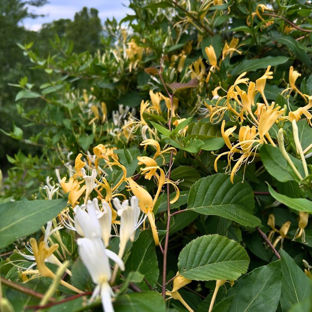 Honeysuckle with yellow and white flowers Honeysuckle flower meaning