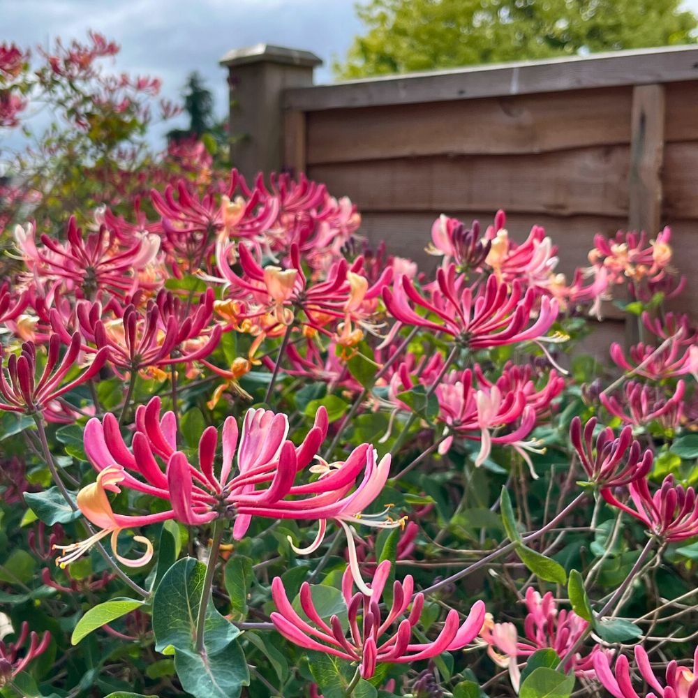 Honeysuckle is a garden favorite Honeysuckle flower meaning