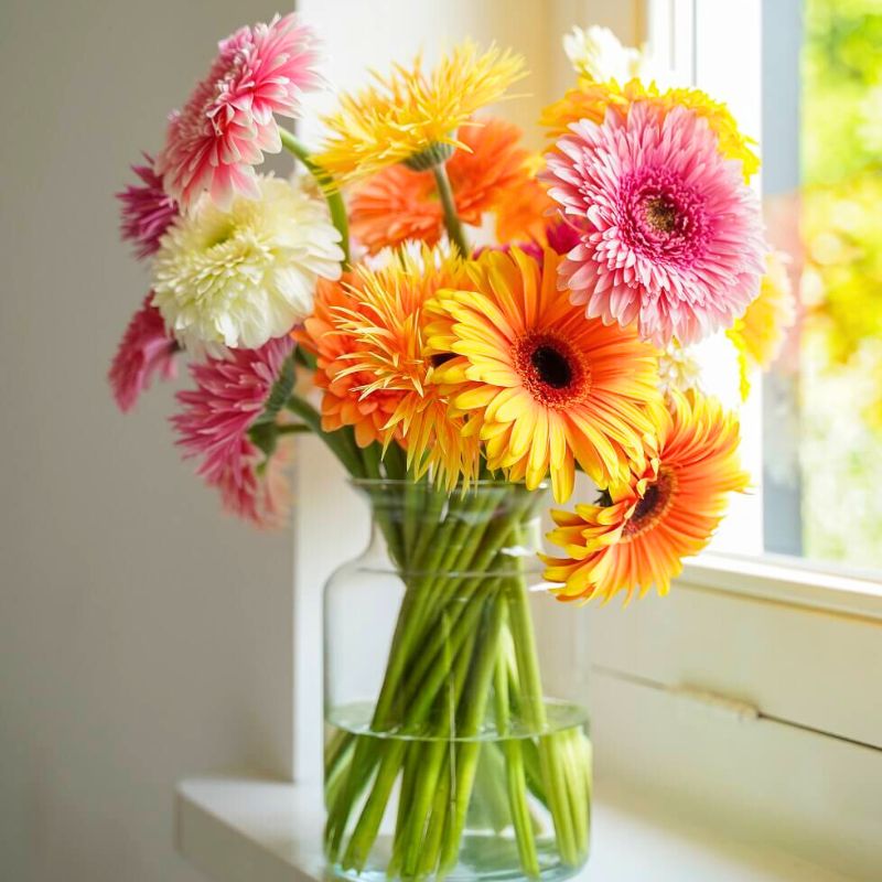 Gerbera by Villa Gerbera and Decorum Plants and Flowers Gerbera by Villa Gerbera and Decorum Plants and Flowers