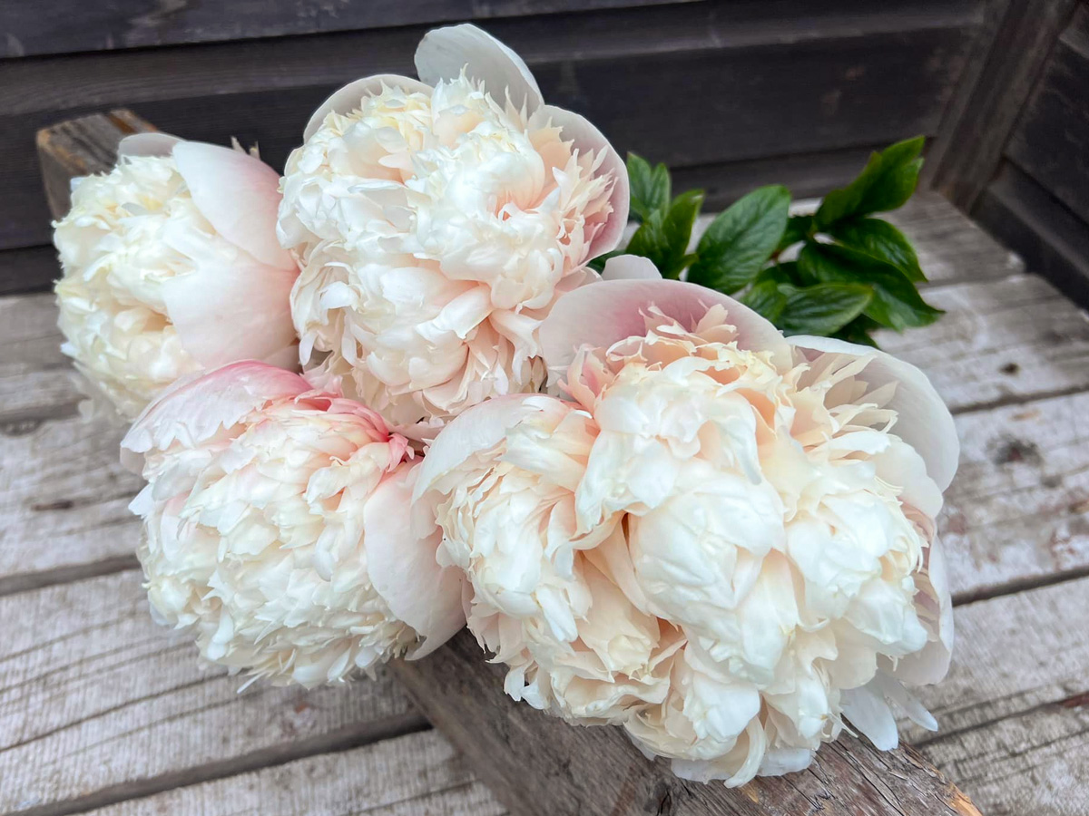 Peony Colonel Owen Cousins by Marije van de Pavert Peony Colonel Owen Cousins by Marije van de Pavert