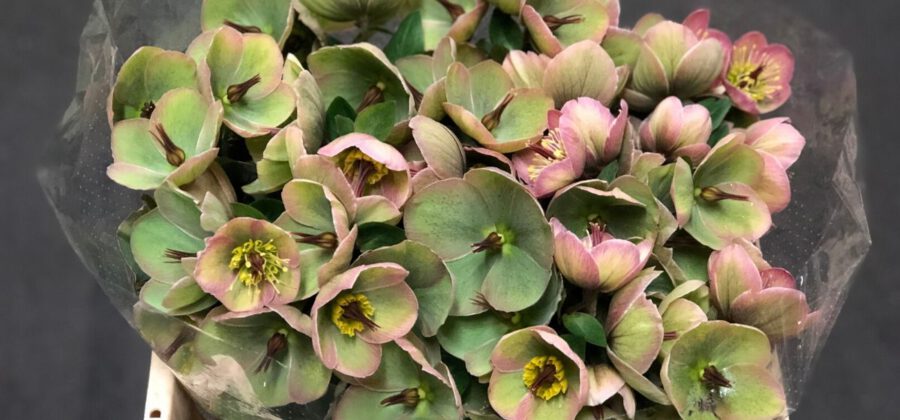 Peter's weekly Menu 14 - Helleborus Bayli's Blush - Cut Flowers - on Thursd for Peter's weekly M