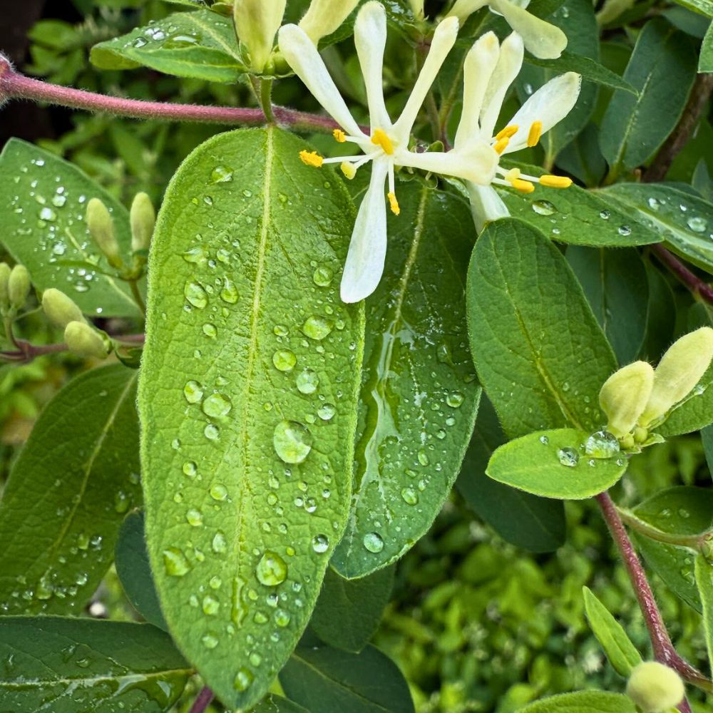 Honeysuckle with white flowers during a rainy day Honeysuckle flower meaning