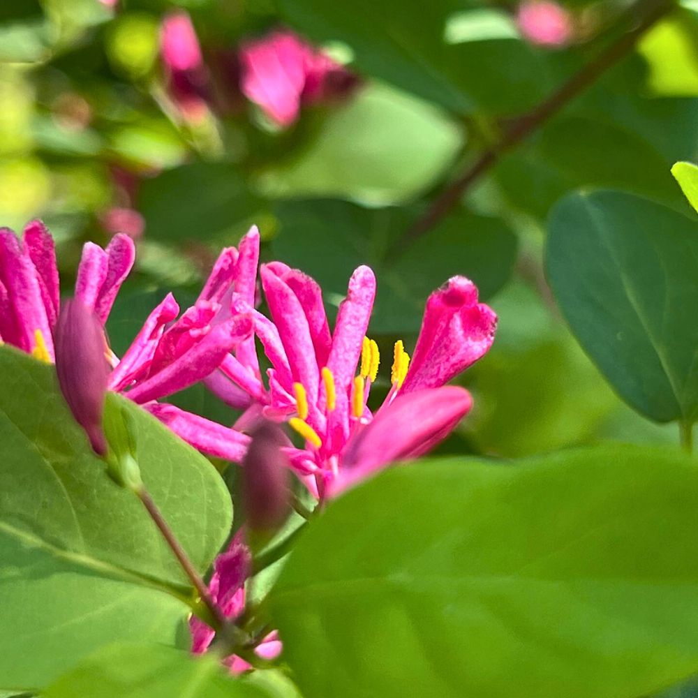 Pink Honeysuckle flower Honeysuckle flower meaning