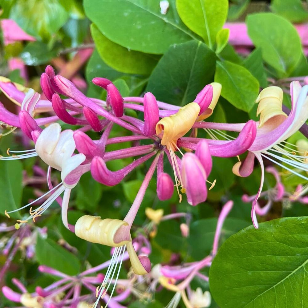 Lonicera also known as Honeysuckle Honeysuckle flower meaning