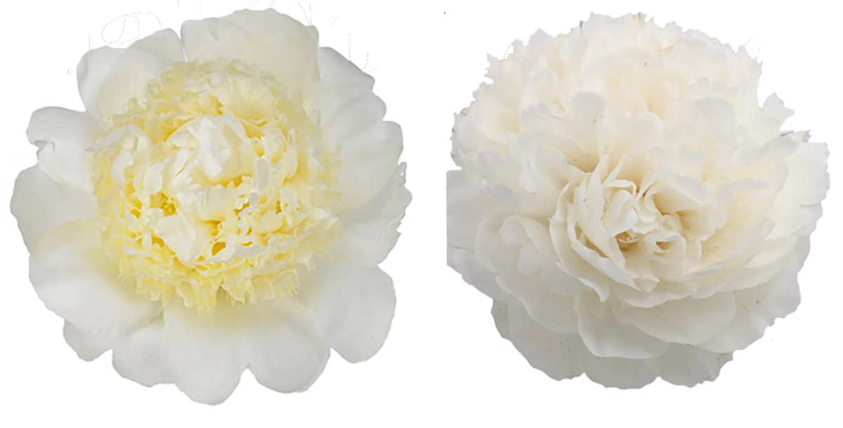 Peony Bridal Gown and Class Act Peony Bridal Gown and Class Act