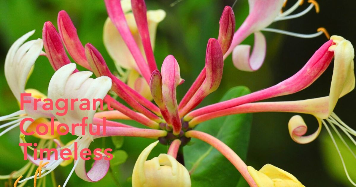 Honeysuckle flower meaning