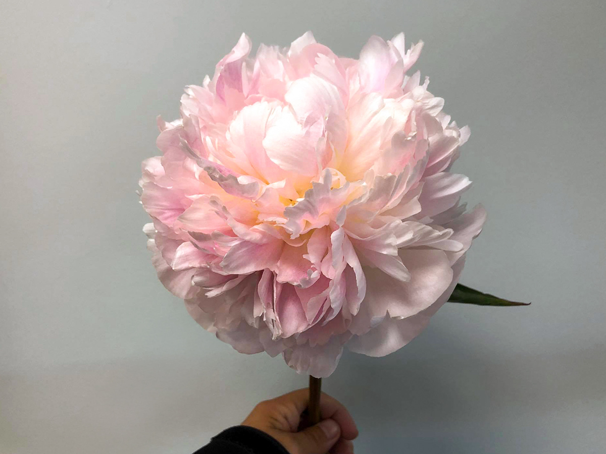 Peony Brother Chuck by My Peony Society Peony Brother Chuck by My Peony Society