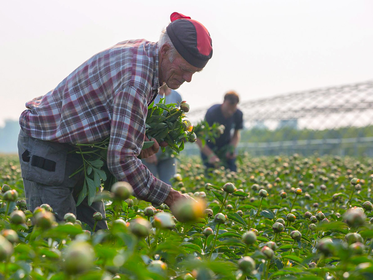 Elder man harvesting peonies for My Peony Society Elder man harvesting peonies for My Peony Society