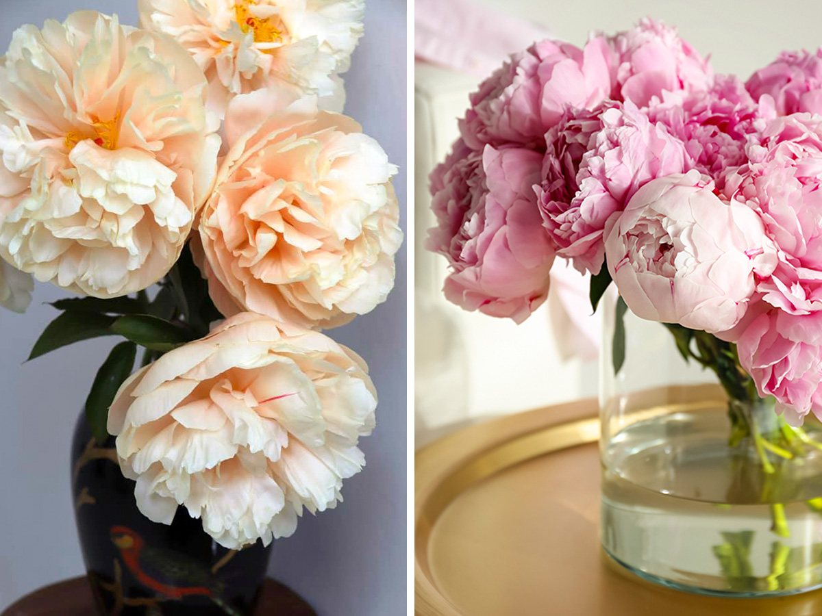 Peony Pastelegance and Sarah Bernhardt Peony Pastelegance and Sarah Bernhardt