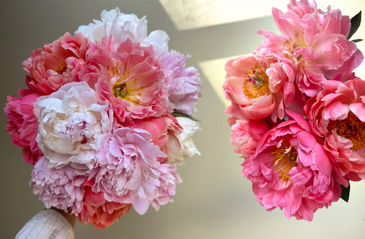 Mixed peony bouquets from My Peony Society