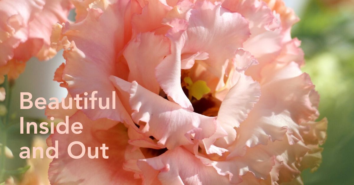 Colorful and high quality flowers by Decorum Plants and Flowers