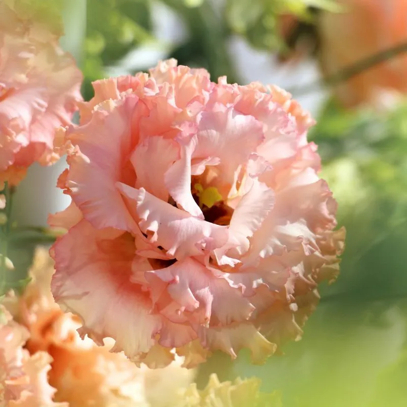 Lisiathus Alissa Peach by Monta Lisiathus in Decorum Plants and Flowers