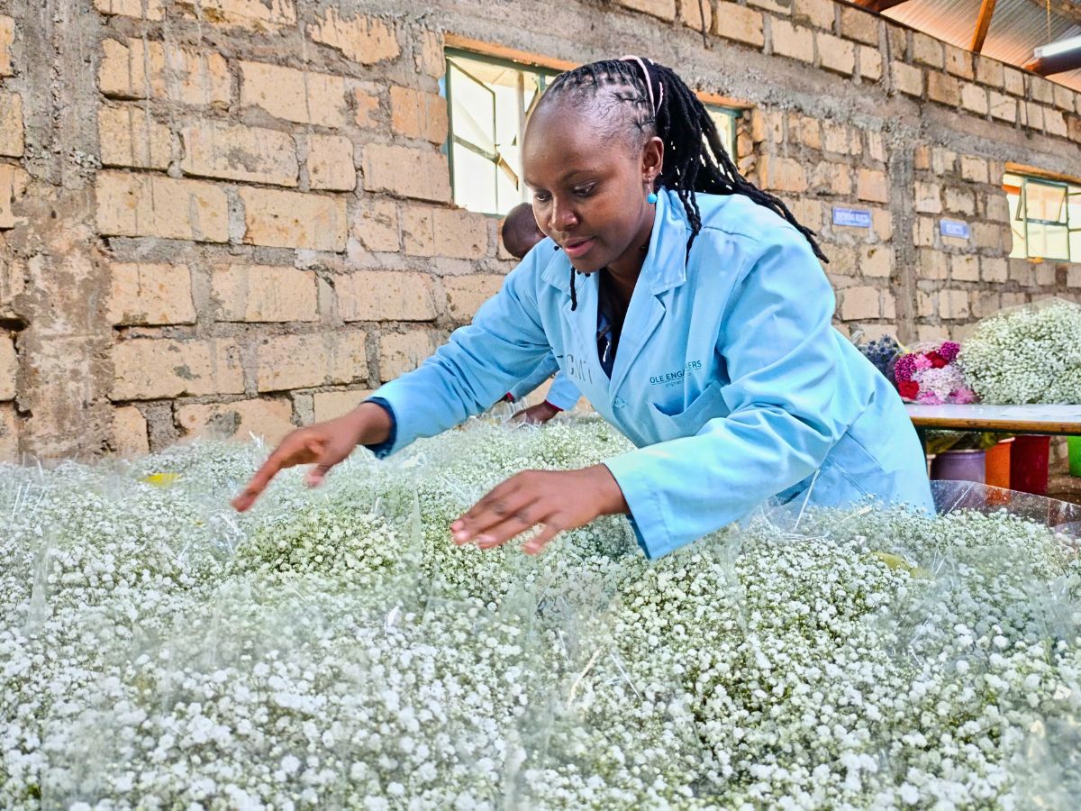 Gypsophila at Ole Engai Growers Ltd Chrysal Gypsophila Care Tips From the Grower to the Vase: The Case of Ole Engai Growers Ltd