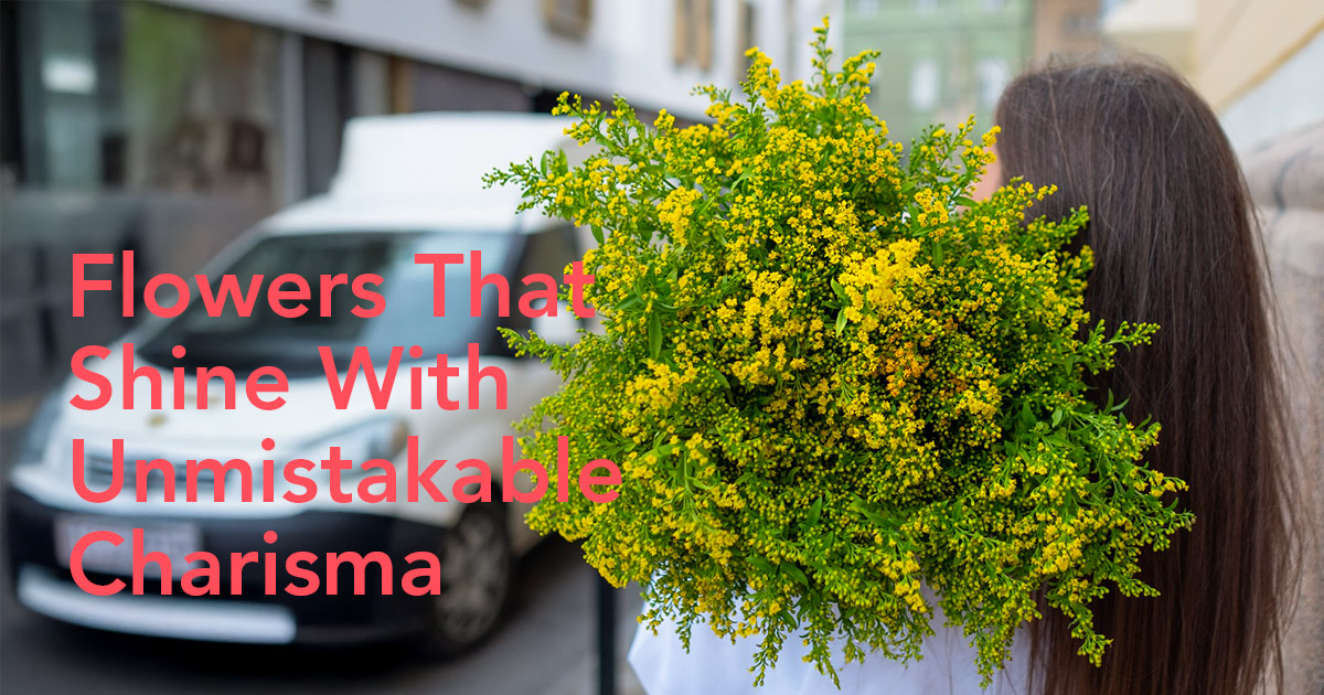 Goldenrod flower meaning - Thursd Article header image