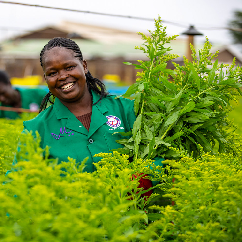 Solidago Carzan Glory at a Marginpar farm in Kenya