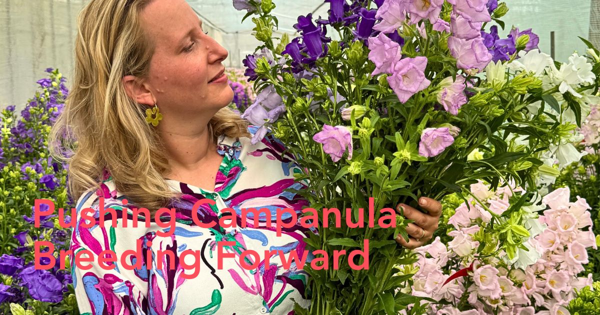 Campanula breeding stadsland