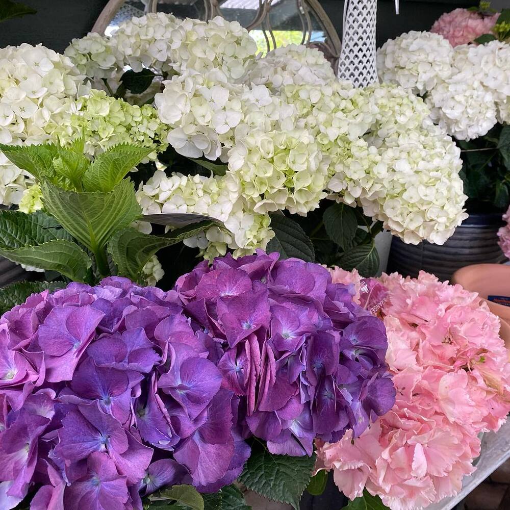 hydrangeas and jolly poinsettias hydrangeas and jolly poinsettias