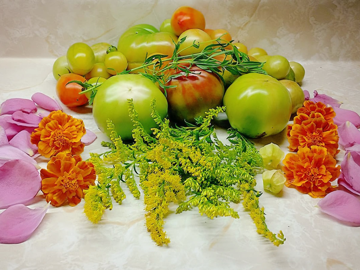 Solidago on kitchen table by one_hawk_homestead
