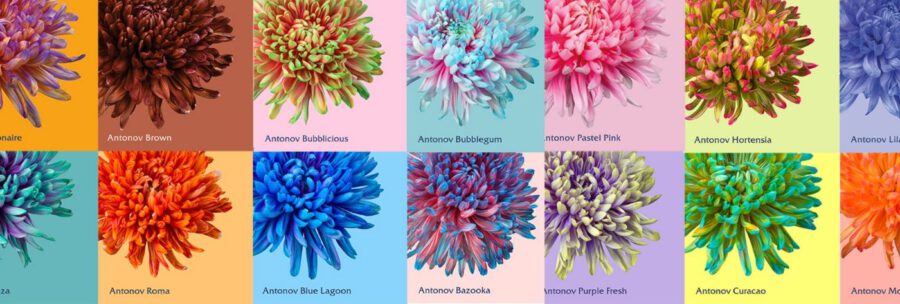 Chrysanthemum Antonov - cut flowers - on Thursd - Header